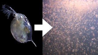 How I Culture Daphnia [upl. by Krell]