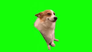 Green Screen Smiling Corgi Dog Meme [upl. by Lora497]