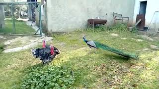 Peacock Tries To Attack Turkeys But Gets Attacked Back  1080734 [upl. by Wilona]