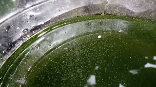 DAPHNIA MOINA CULTURE IN A SMALL BUCKET [upl. by Pengelly315]