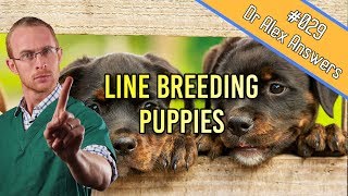 Line Breeding Dogs  a recipe for mutants  Dog Health Vet Advice [upl. by Alaehcim]