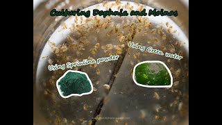 How To Culture Daphnia and Moinas using Green Water Spirulina powder [upl. by Justinian]