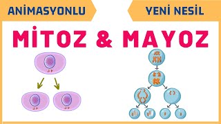 Mitoz ve Mayoz Bölünme  7SINIF FEN BİLİMLERİ 2 ÜNİTE [upl. by Giuseppe]