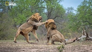 African Lions  National Geographic Documentary [upl. by Neeruan]