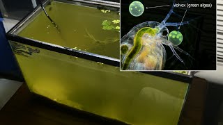 Raising Daphnia for the Freshwater Aquarium [upl. by Xel]