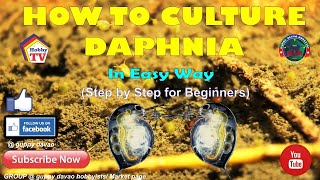 HOW TO CULTURE DAPHNIA In Easy Way [upl. by Shandy379]