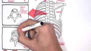 Anatomy Thorax Overview  Ribs Sternal angle Pleura and Pneumothorax [upl. by Laram]